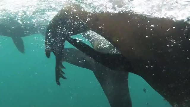 Playful sealions