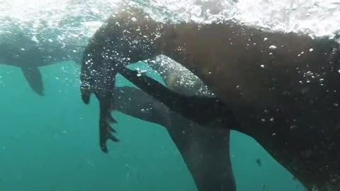 Playful sealions