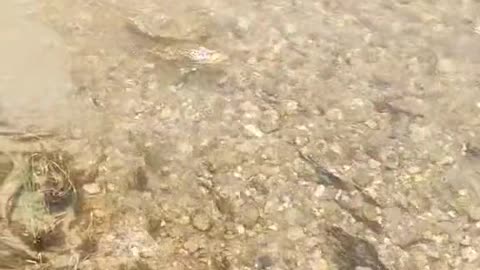 River is running high! what you throwing