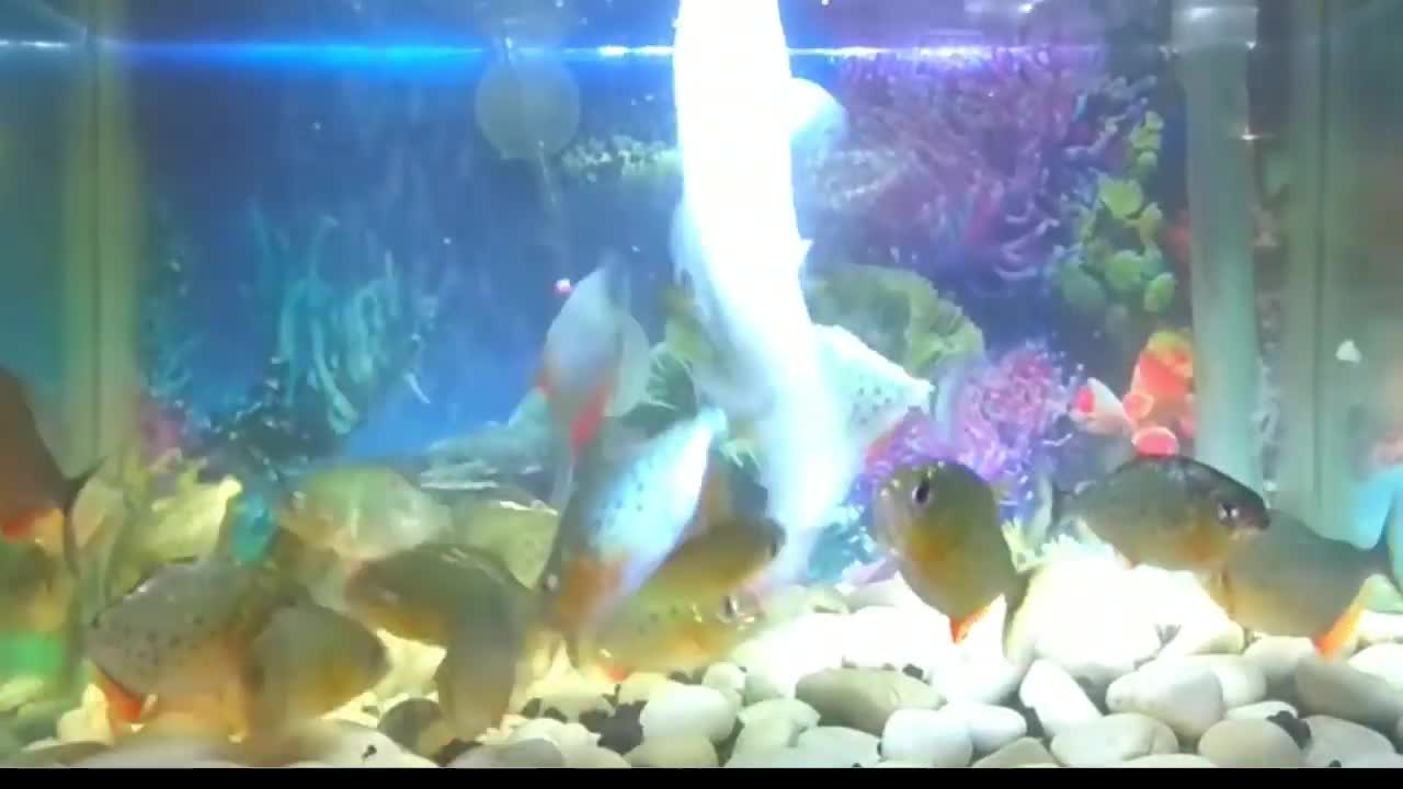 The poor catfish is eaten alive by piranhas in the tank