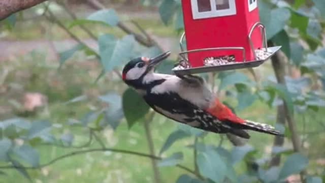 Great birds When you stick to food See how hard it is to get your homework tasty