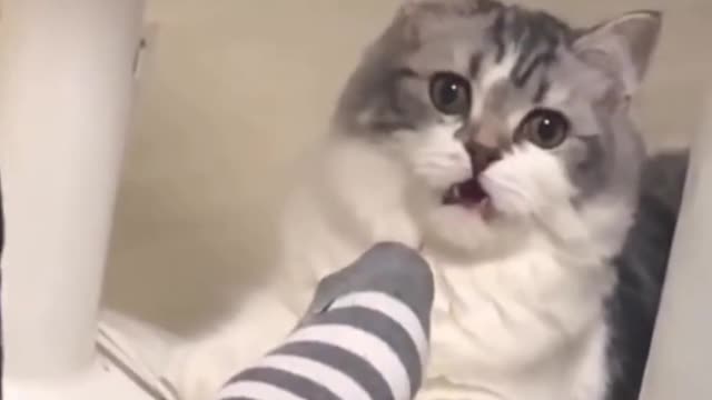 cat smells stinky feet and gets a big surprise!🤣🤗 #shorts