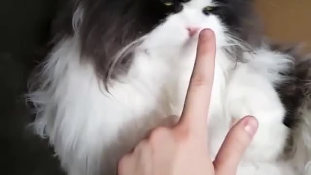 Ads Free