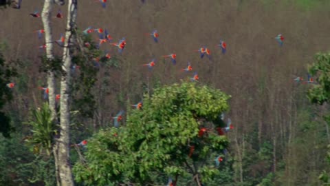 Parrot Colony