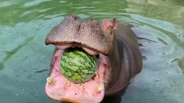 Hippo juicer