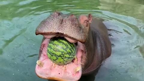 Hippo juicer