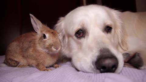 Dog and Rabbit Lay Down Together on the Bed