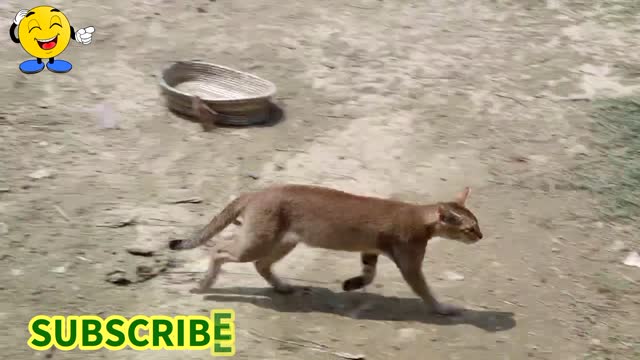 Oh No...! The Poor Hungry Cat hit by Angry Goats