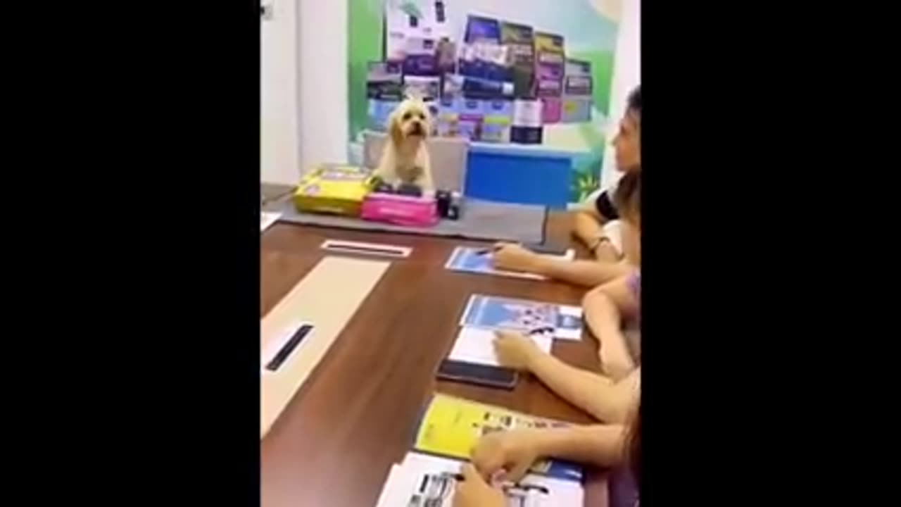 New Funny Animals Funniest Cats and Dogs Videos