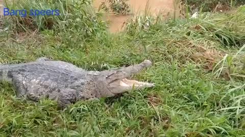 This is a beautiful and charming water-dwelling species