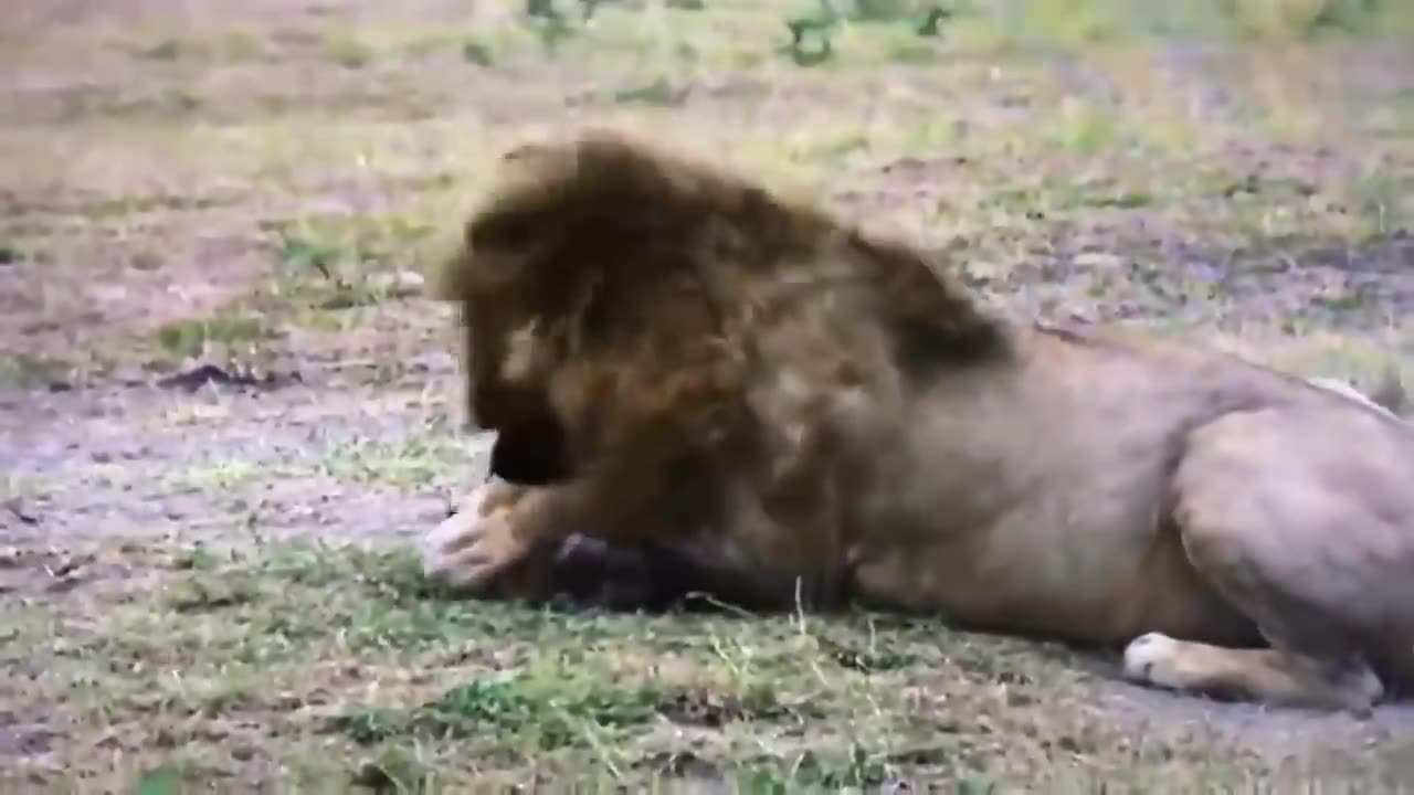 Big Mistake Leopard When Risking Her Life To Kidnap Lion Cub- The Lion Mother's Brutal Vengeance