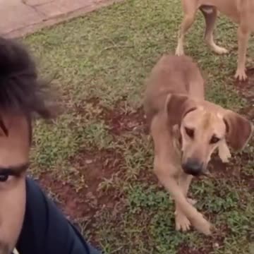 very funny cat and dogs compilation/😂😂😂😂😂😂😂.