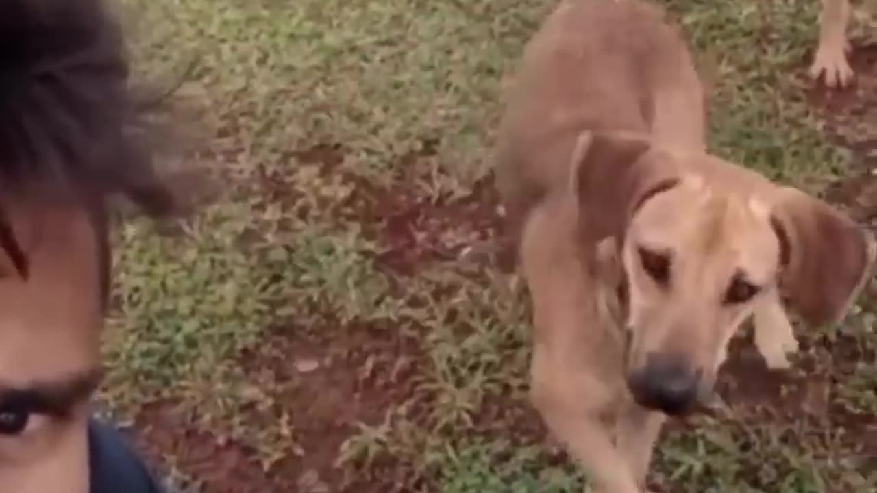 very funny cat and dogs compilation/😂😂😂😂😂😂😂.