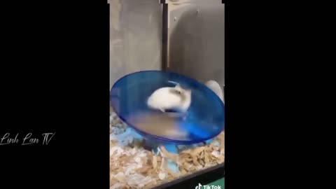 !!!Hamster corriendo!!!