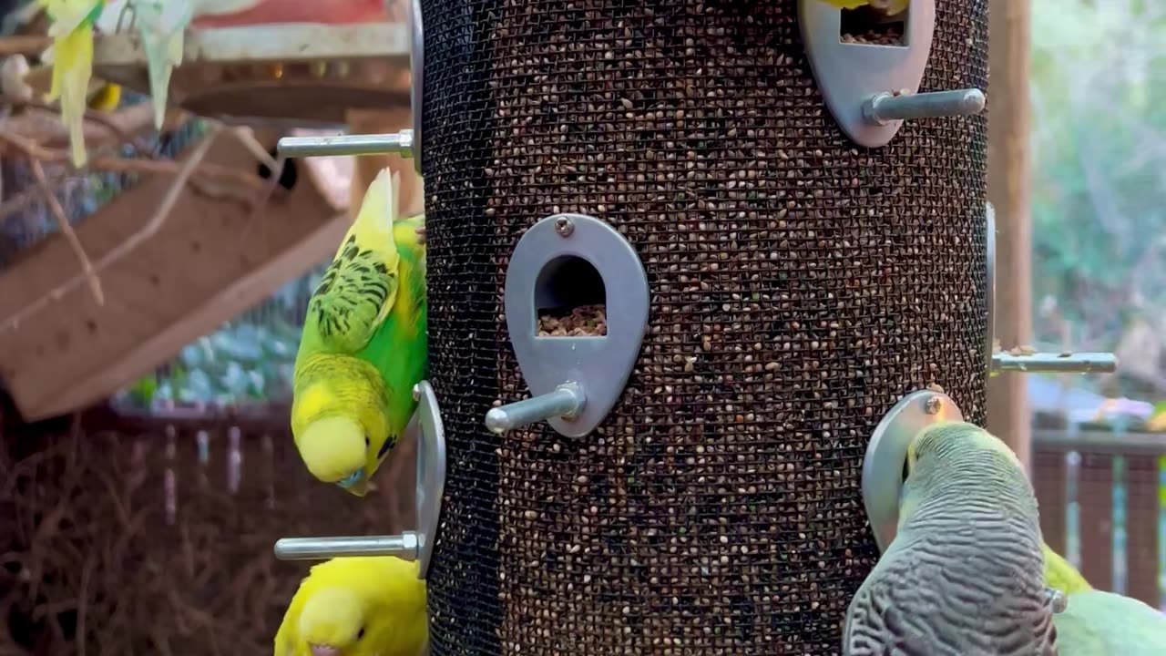 Budgie community bird aviary