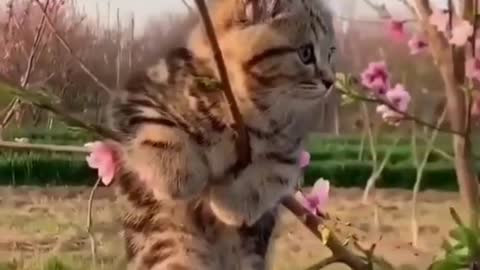 Cute Cat shorts_1080p