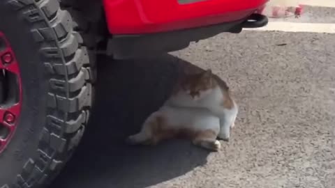 Cute cat