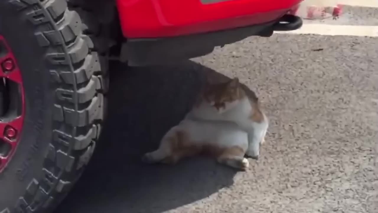 Cute cat