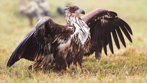 Top 10 Biggest And Largest Eagles Of The World