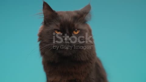 cats funny videos