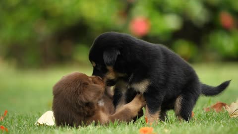 Baby dog playing on green grass