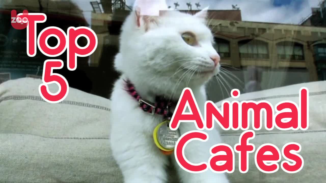 Top 5 Animal Cafes
