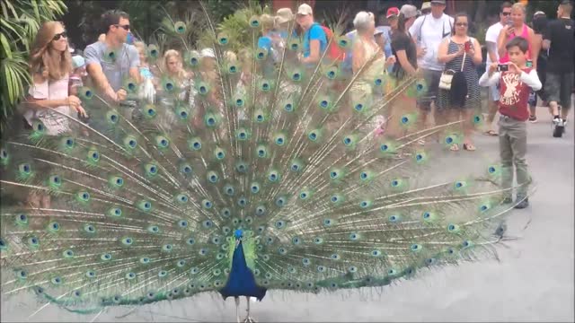 If you don't see peacock's aunt very beautiful, you will miss it