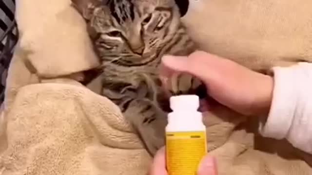 Funny cat going rest and face washing