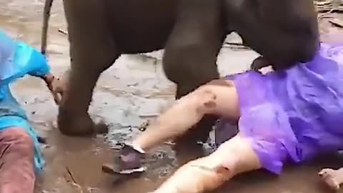 Elephant Lover