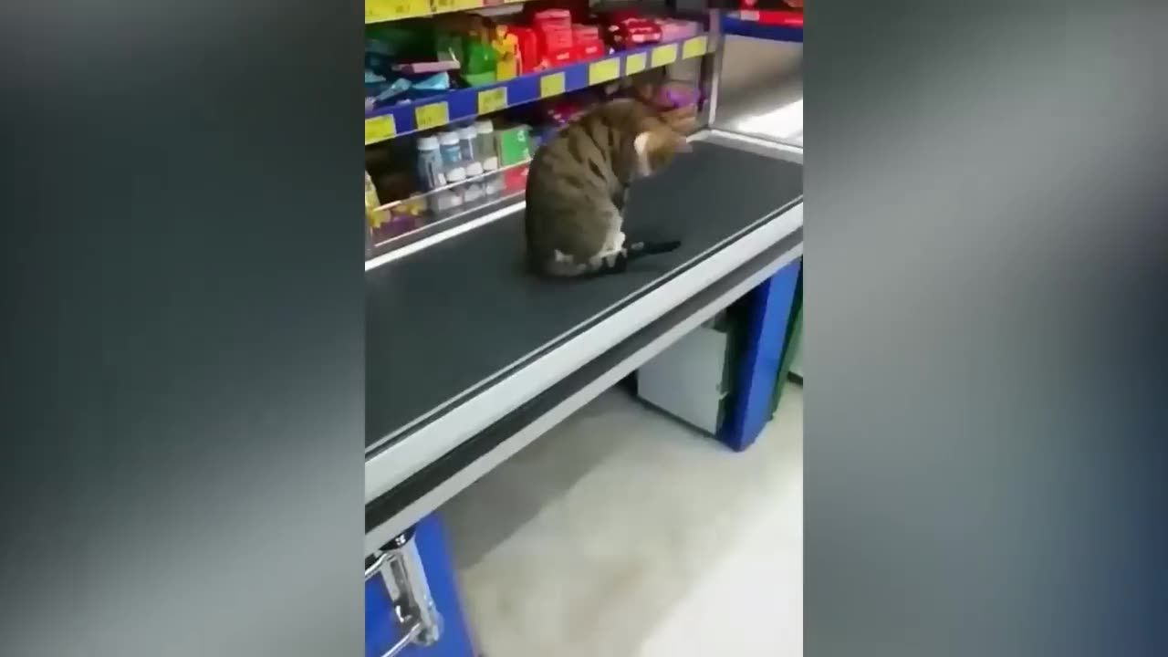 Top animals funny video