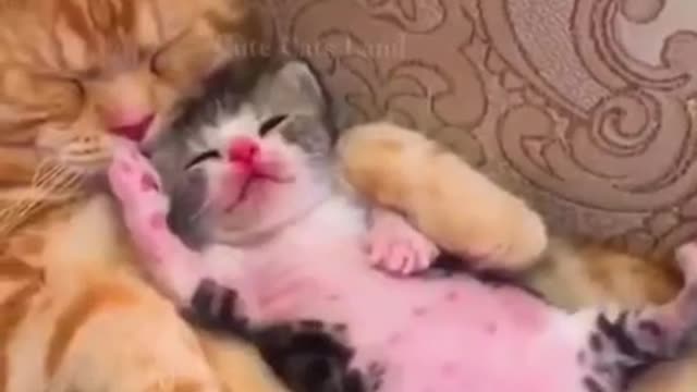 Funny animals compilation 🤗