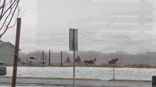 Wild Horses Cross Intersection