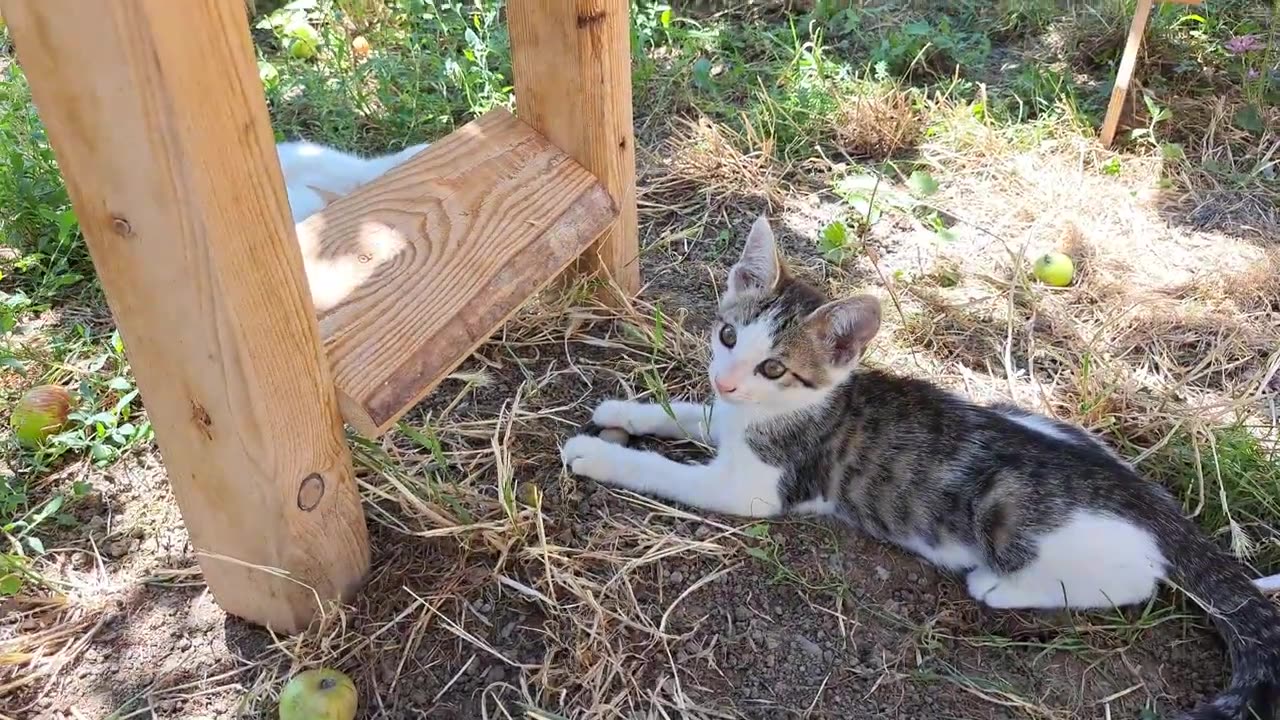 Little kittens are fighting 🤩 Cute kittens are playing.