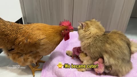 hen finds his chicks and cat care them very interesting video