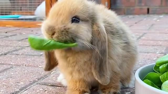 #munch #eating #bunny