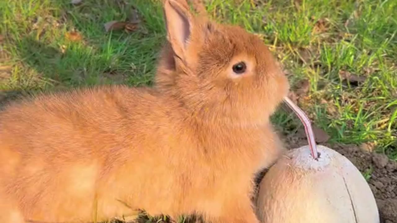 Bunny drinking