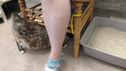 Visiting Shanti, Echo, and Emma At the Cat Shelter Part 6