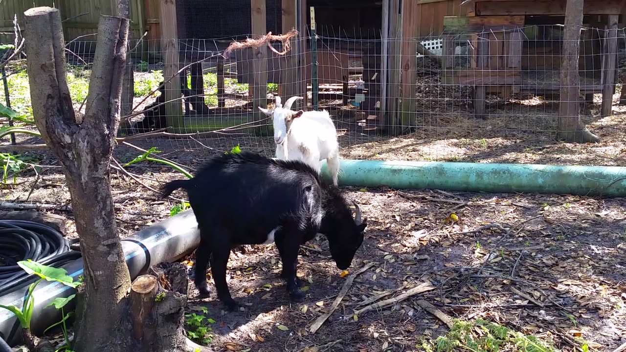 Goats Doing Fine Detail Work