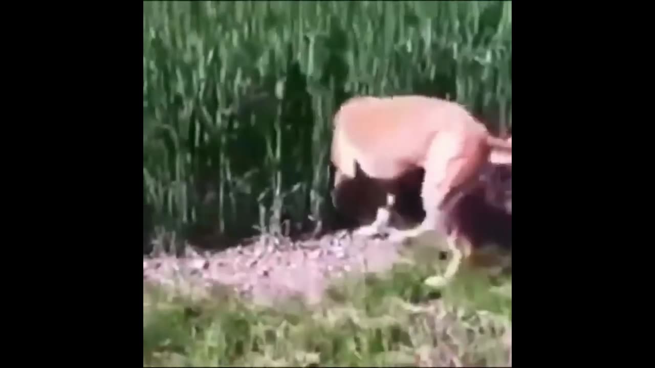 amazing funny animal2