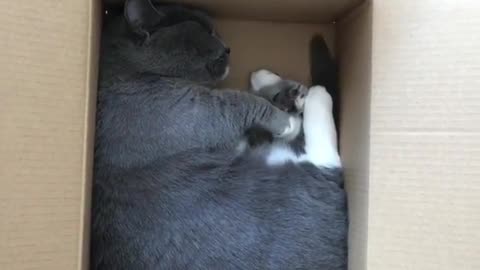 The cat hide in the box