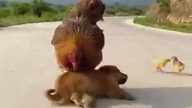 Chicken 2 attacking puppy for eating its egg