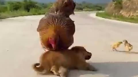 Chicken 2 attacking puppy for eating its egg