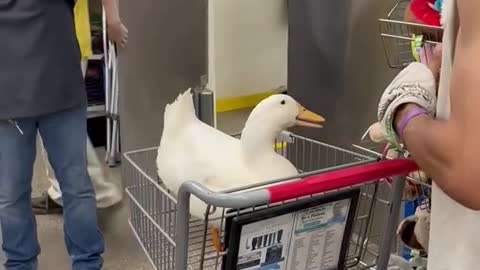 The duck made the baby cute