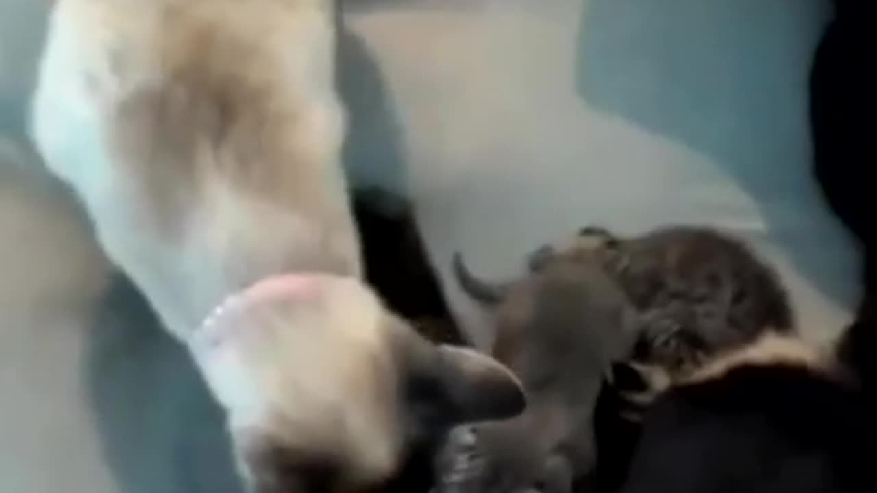 Dog and cat