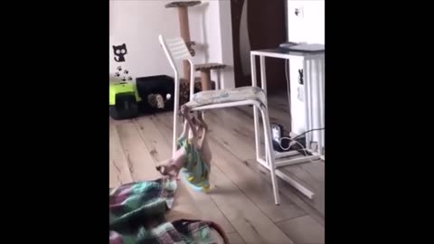Сфинксы Кошки