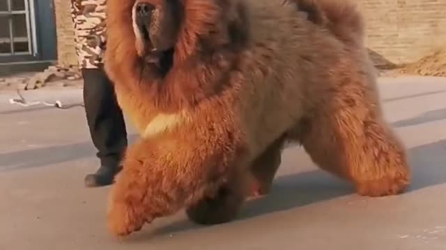 Most beautiful Dog