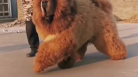 Most beautiful Dog
