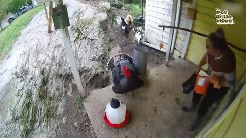 Funny animal video