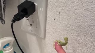 Baby Chameleons Help Owner Eliminate Fruit Flies