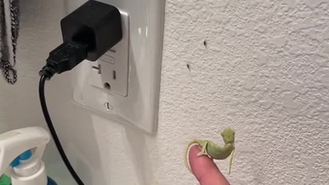 Baby Chameleons Help Owner Eliminate Fruit Flies